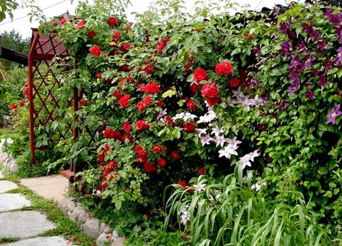 Живая изгородь на даче Живая изгородь на даче