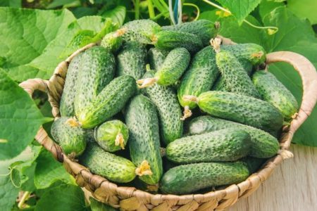 ТОП-35 сортов огурцов для открытого грунта 2023 года &ndash; фото с описанием