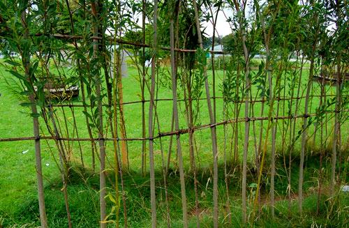 Живая изгородь на даче Живая изгородь на даче