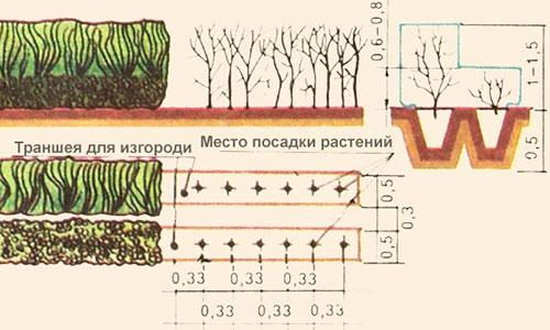 Как сделать декоративный забор из кустарника Как сделать декоративный забор из кустарника