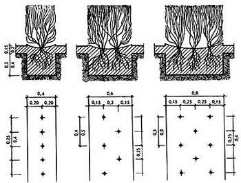 Как сделать декоративный забор из кустарника Как сделать декоративный забор из кустарника