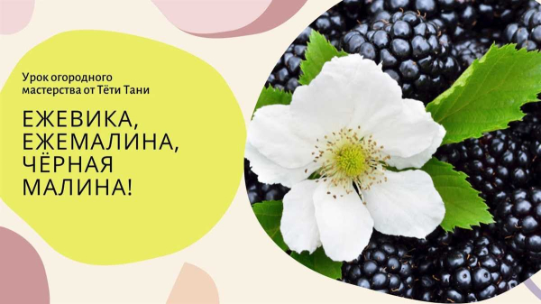 Чем черная малина отличается от ежевики