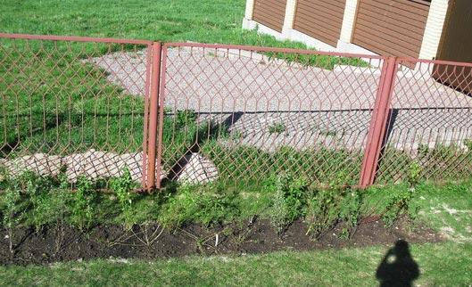 Зеленая изгородь на садовом участке Зеленая изгородь на садовом участке