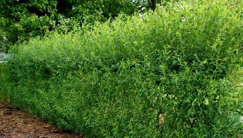 Живая изгородь на даче Живая изгородь на даче