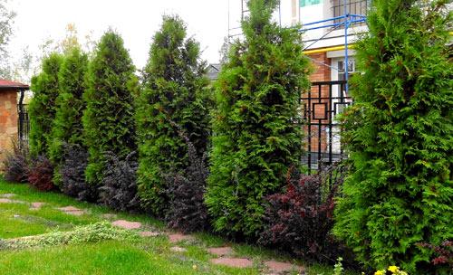 Живая изгородь на даче Живая изгородь на даче