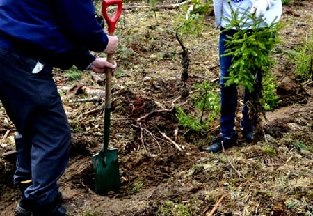 Живая изгородь из ели Живая изгородь из ели
