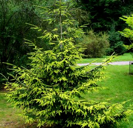 Живая изгородь из ели Живая изгородь из ели