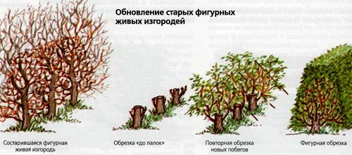 Вечнозеленая живая изгородь