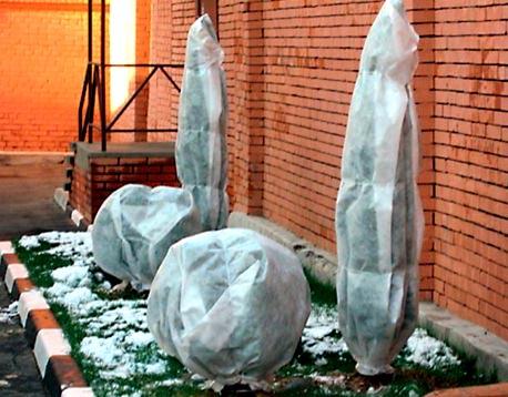 Живая изгородь из ели Живая изгородь из ели