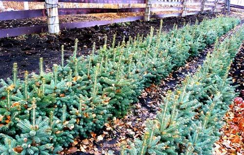 Живая изгородь из ели Живая изгородь из ели