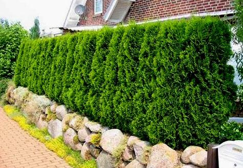 Живая изгородь на даче Живая изгородь на даче