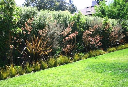 Зеленая изгородь на садовом участке Зеленая изгородь на садовом участке