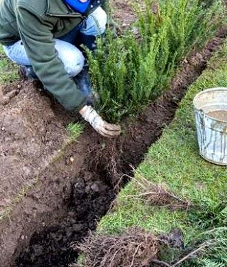 Зеленая изгородь на садовом участке Зеленая изгородь на садовом участке