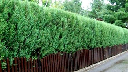 Живая изгородь на даче Живая изгородь на даче