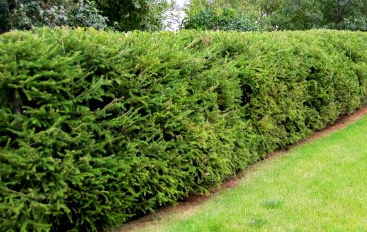 Живая изгородь на даче Живая изгородь на даче