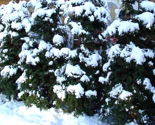 Живая изгородь из туи