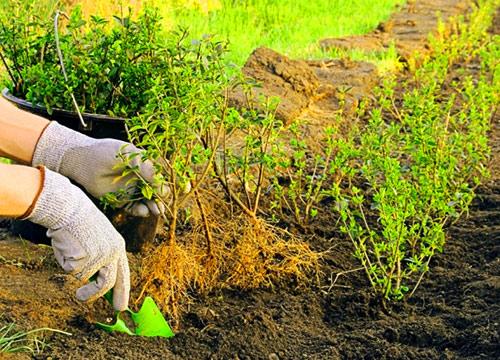 Как сделать декоративный забор из кустарника Как сделать декоративный забор из кустарника