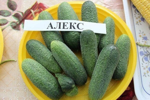 ТОП-35 сортов огурцов для открытого грунта 2023 года &ndash; фото с описанием