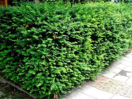 Живая изгородь из ели Живая изгородь из ели