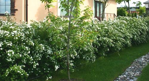 Живая изгородь из спиреи Живая изгородь из спиреи