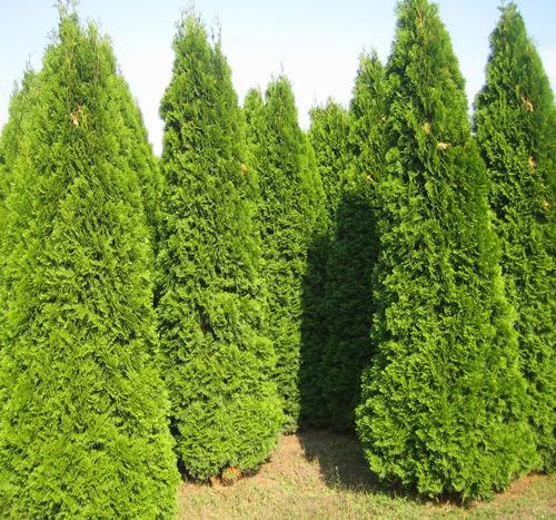 Вечнозеленая живая изгородь