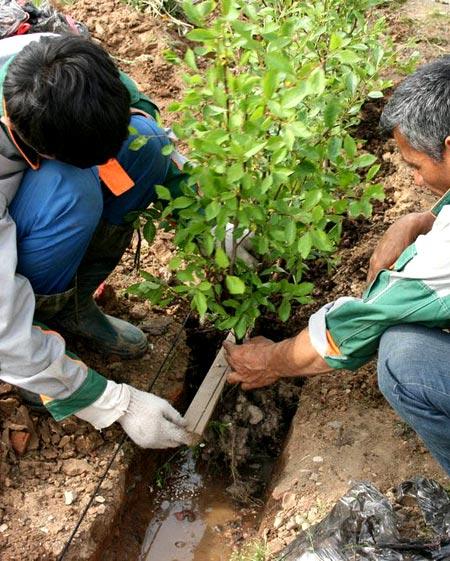 Зеленая изгородь на садовом участке Зеленая изгородь на садовом участке