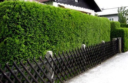 Живая изгородь на даче Живая изгородь на даче